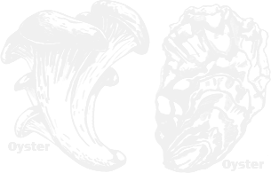 Oyster Oyster
