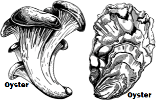 Oyster Oyster